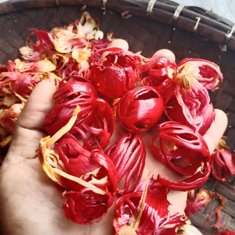 

Sempra Pala/bunga pala Ramuan Tradisiona/Obat Alami