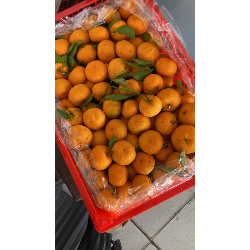 

jeruk santang daun harga per pack 900gr-1000gr