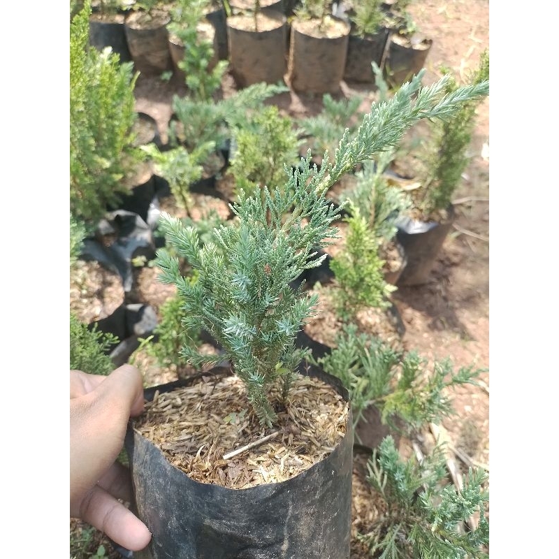 cemara sinensis blue