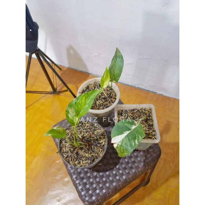 Monstera ekor naga/Epipremnum pinnatum varigata