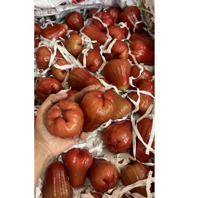 

buah jambu air madura citra mera / citra merah 400-500 gram buah ya bukan bibit