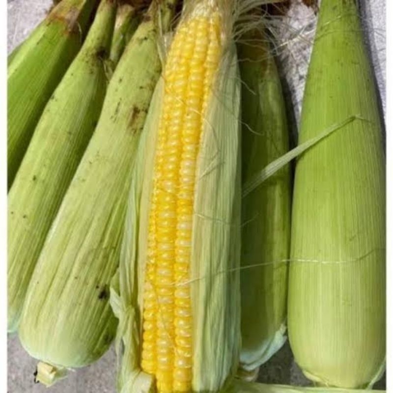 

Jagung Manis Segar 1Pcs Menyehatkan Tinggi Serat Cocok untuk Diet