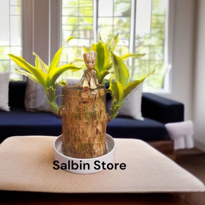 bonsai brazilian wood