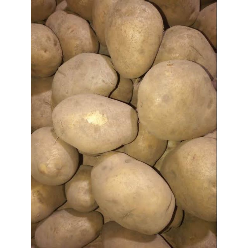 

KENTANG DIENG SUPER BESAR 1000gr/Fresh Dari Petani
