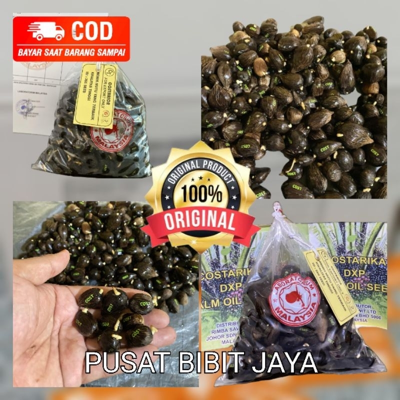 bibit kecambah sawit unggul COSTARIKA