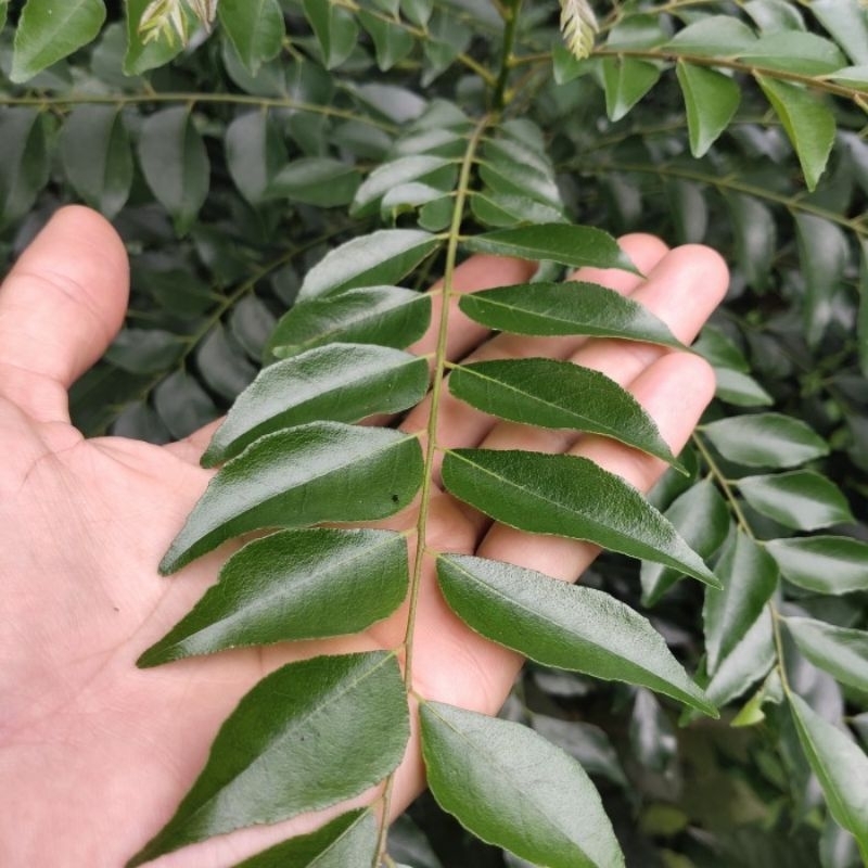 

Daun kari segar (temurui/salam koja) 1 batang