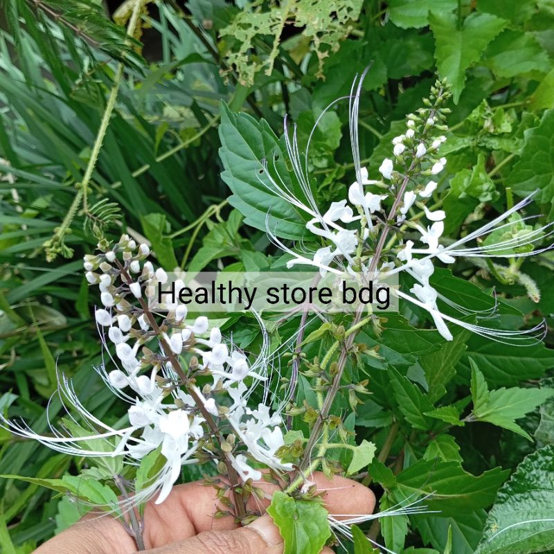 

Bunga kumis kucing segar paket 30 helai