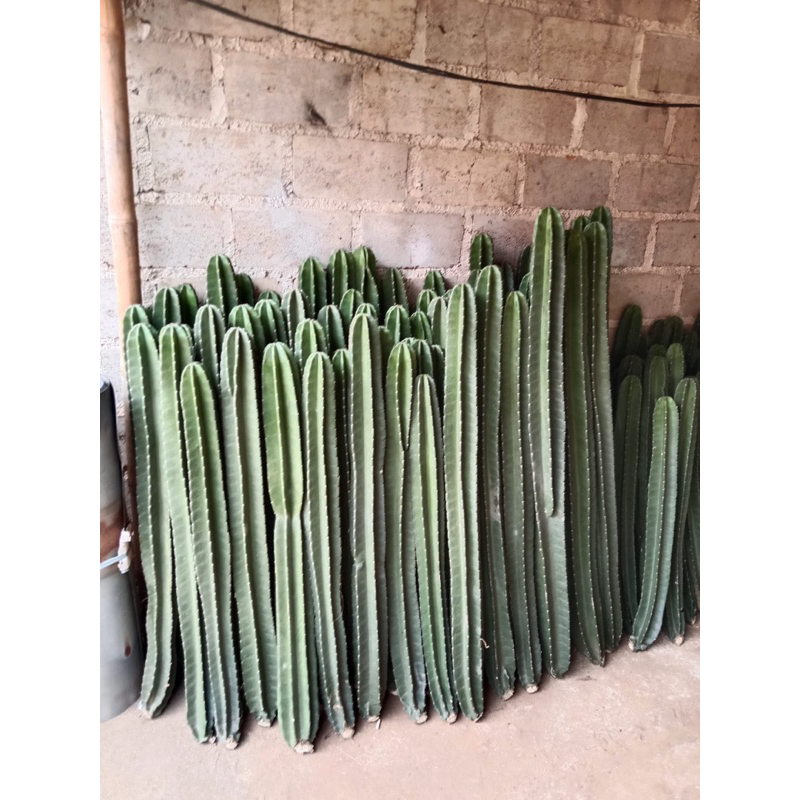 Kaktus koboi Tinggi 1 meter