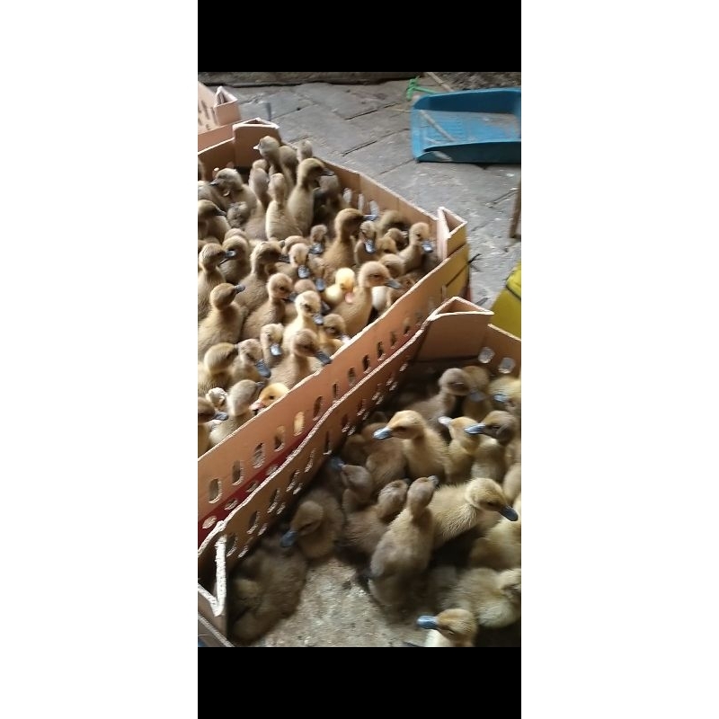 DOD BEBEK PETELUR