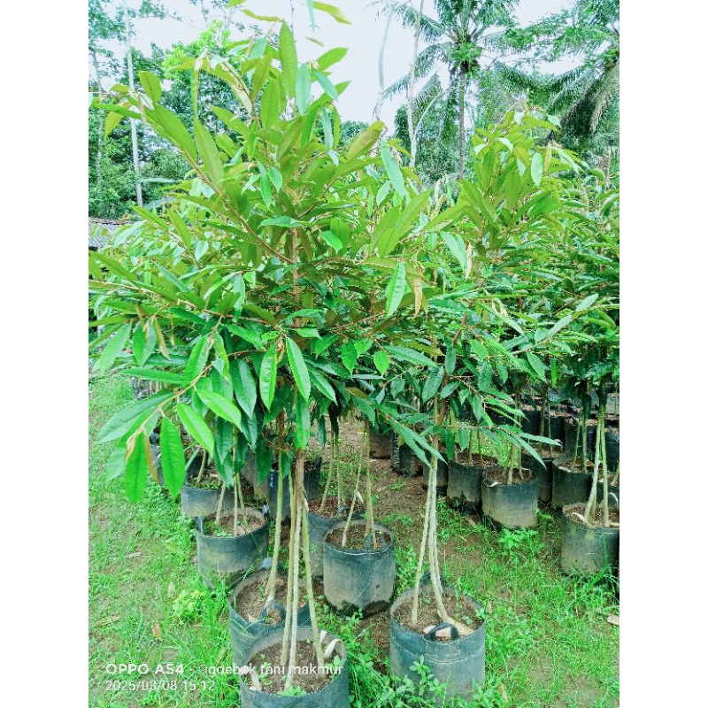Bibit Durian super tembaga,musangking,bawor,duri hitam kaki 3 180cm gratis packing kayu
