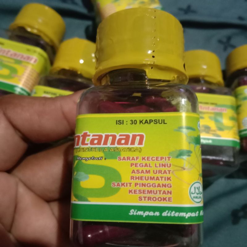 READYDaun antanan isi 30 kapsul-original