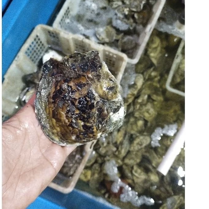 

Oyter Jumbo Kerang Tiram sise Besar Jumbo hasil laut 1kg.bergaransi