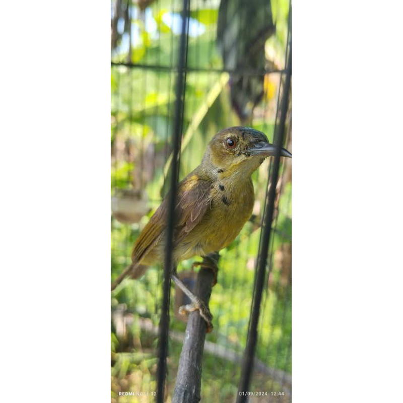 korlap trotol jantan kolibri kelapa