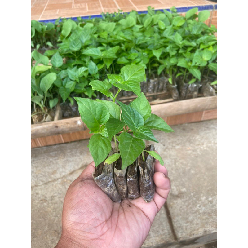 

BERKAH TANI MURAH-Paket 50 Cabe Rawit Kaliber Berkualitas