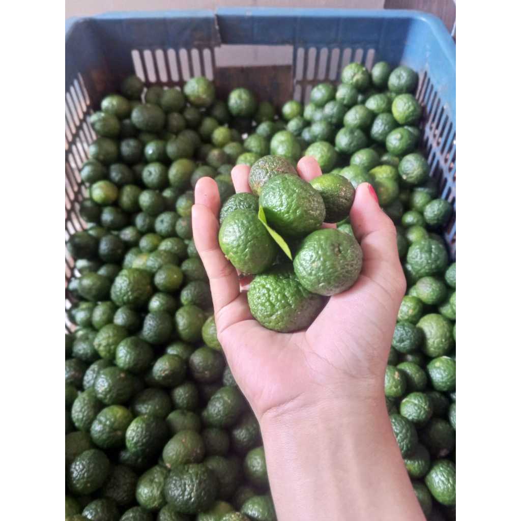 

Jeruk Limau Jeruk Sambal 1kg Fresh Hijau Petik kebun langsung