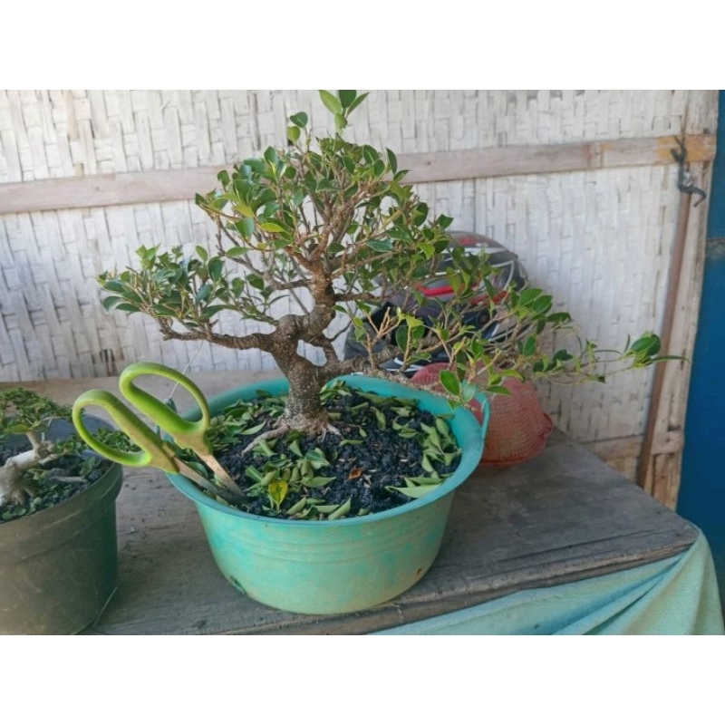 Bonsai kimeng siap pajang