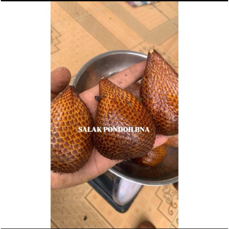 Salak Pondoh Manis Buah Salak Fresh Pondoh 1kg isi 20-25 Buah Asli Banjarnegara Grade ABC
