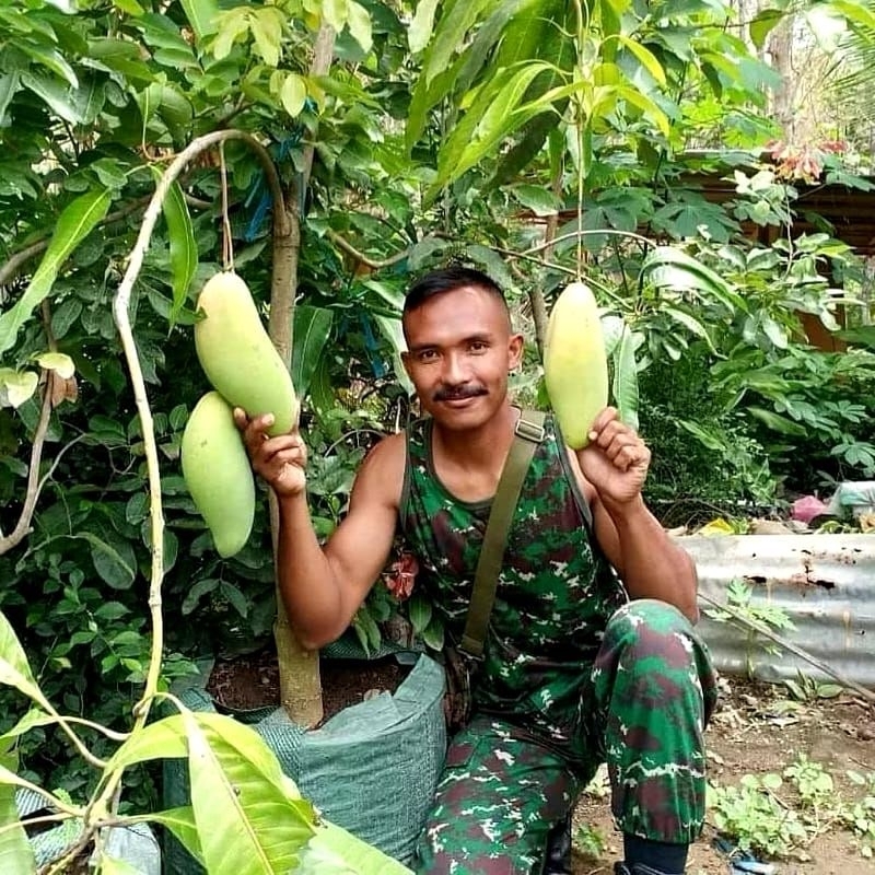 bibit buah mangga golek india