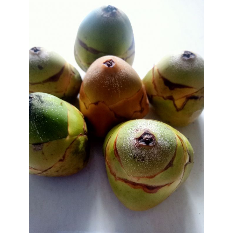 

Beluluk/tembuluk buah kelapa kecil fresh per 10 biji