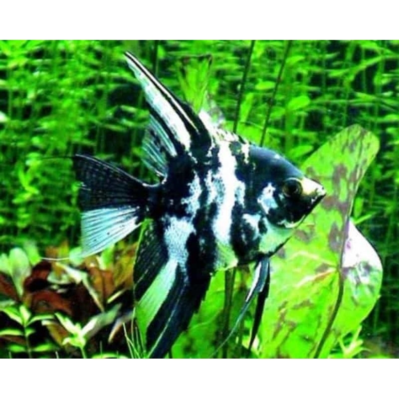 MANFISH - Ikan Manfish-Jenis Marble