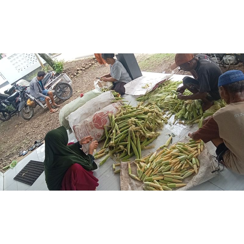 

babycorn/soleng/kempit/jagungmuda