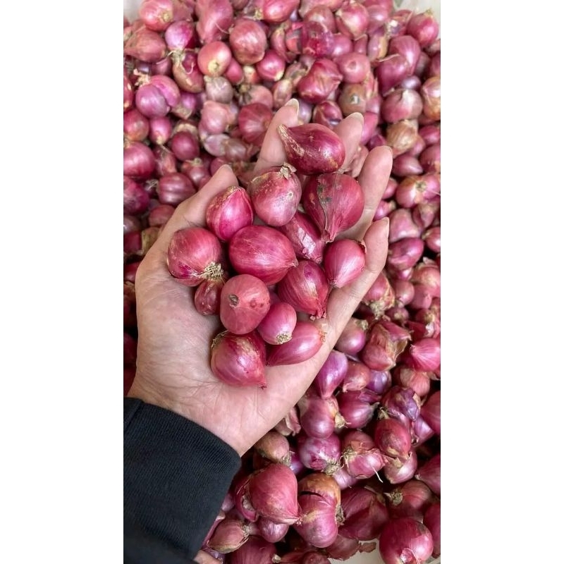 

BAWANG MERAH KERING MURAH