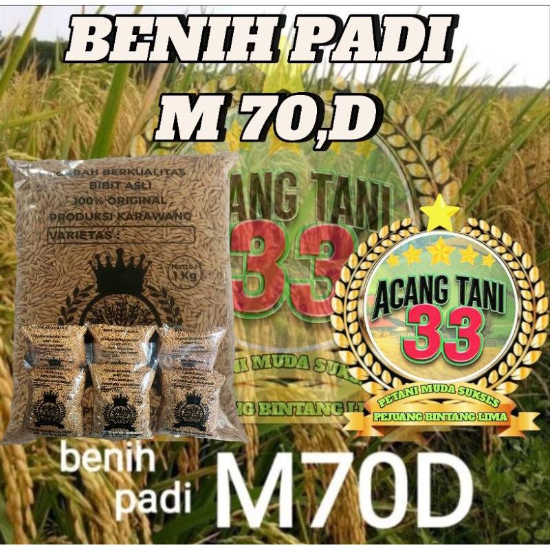 BENIH BIBIT PADI M 70.D SUPER UNGGUL (1KG).