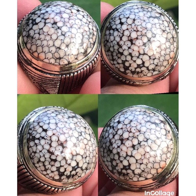 FOSSIL JHIPEN SNAKE SCALE SISIK ULAR FULL SISIK ANTIK TOP COLECTOR ITEM