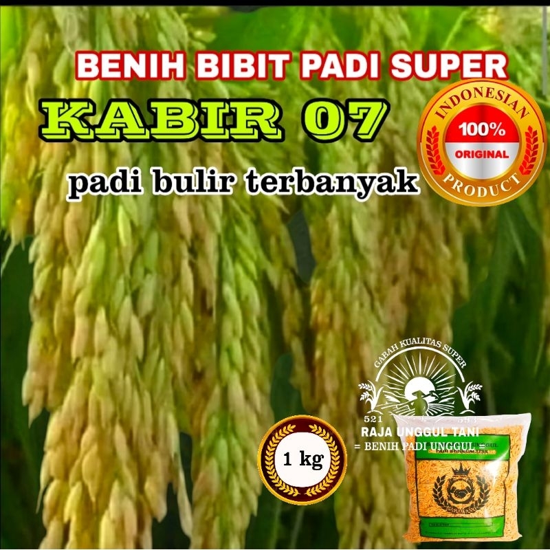 BRNIH BIBIT PADI KABIR 07 SUPER BULIR TERBANYAK PENGISIAN SAMPAI PANGKAL  PADI GENJAH HASIL MELIMPAH