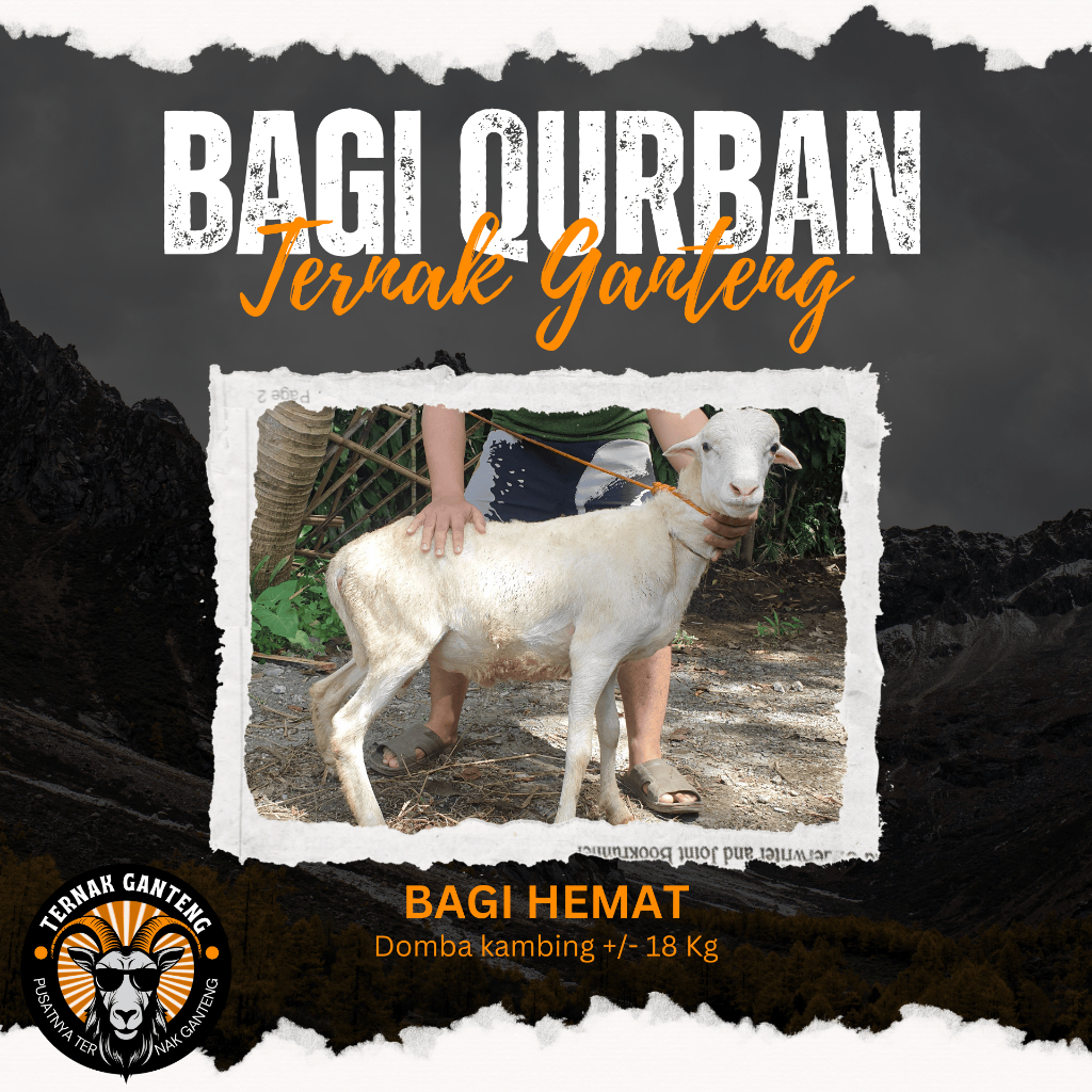 

Hewan Qurban Kambing Domba Qurban Kurban Hidup Bobot Tebar Standar dan Hemat Qurban Ganteng