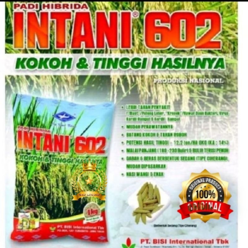 BENIH PADI HIBRIDA INTANI-602(5KG) BERKUALITAS UNGGUL