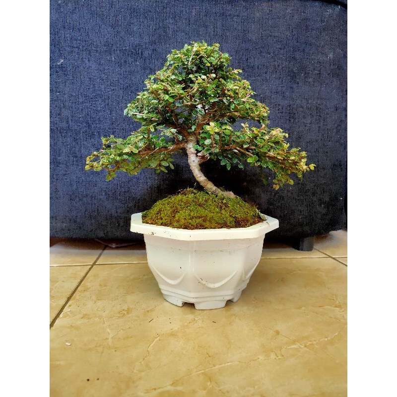 bonsai ulmus super mikro jadi. di kirim beserta pot