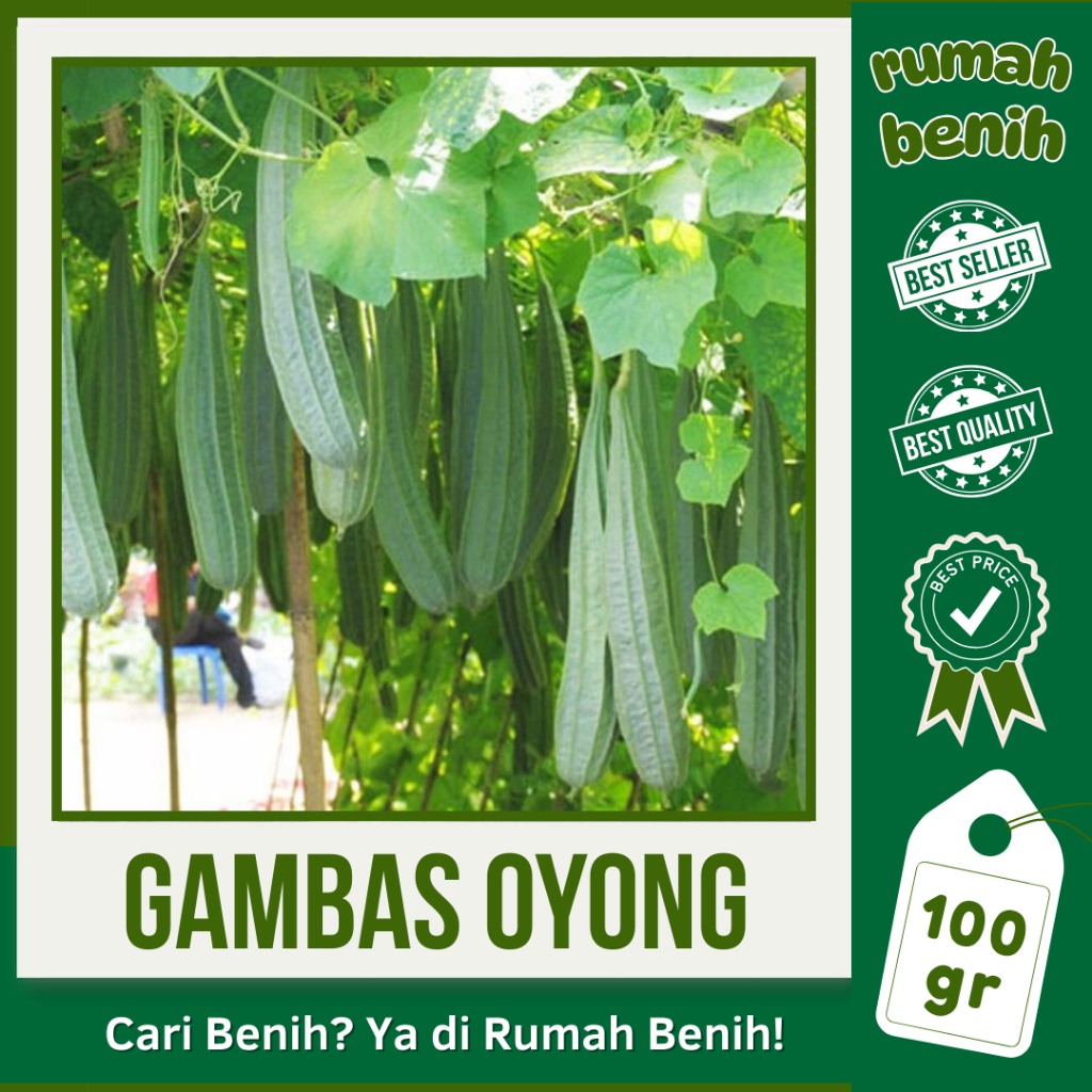 RUMAH BENIH: 100 GRAM BIJI GAMBAS OYONG LOKAL UNGGULAN