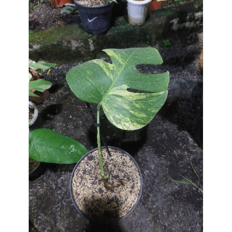 MONSTERA MARMORATA AUREA VARIGATA