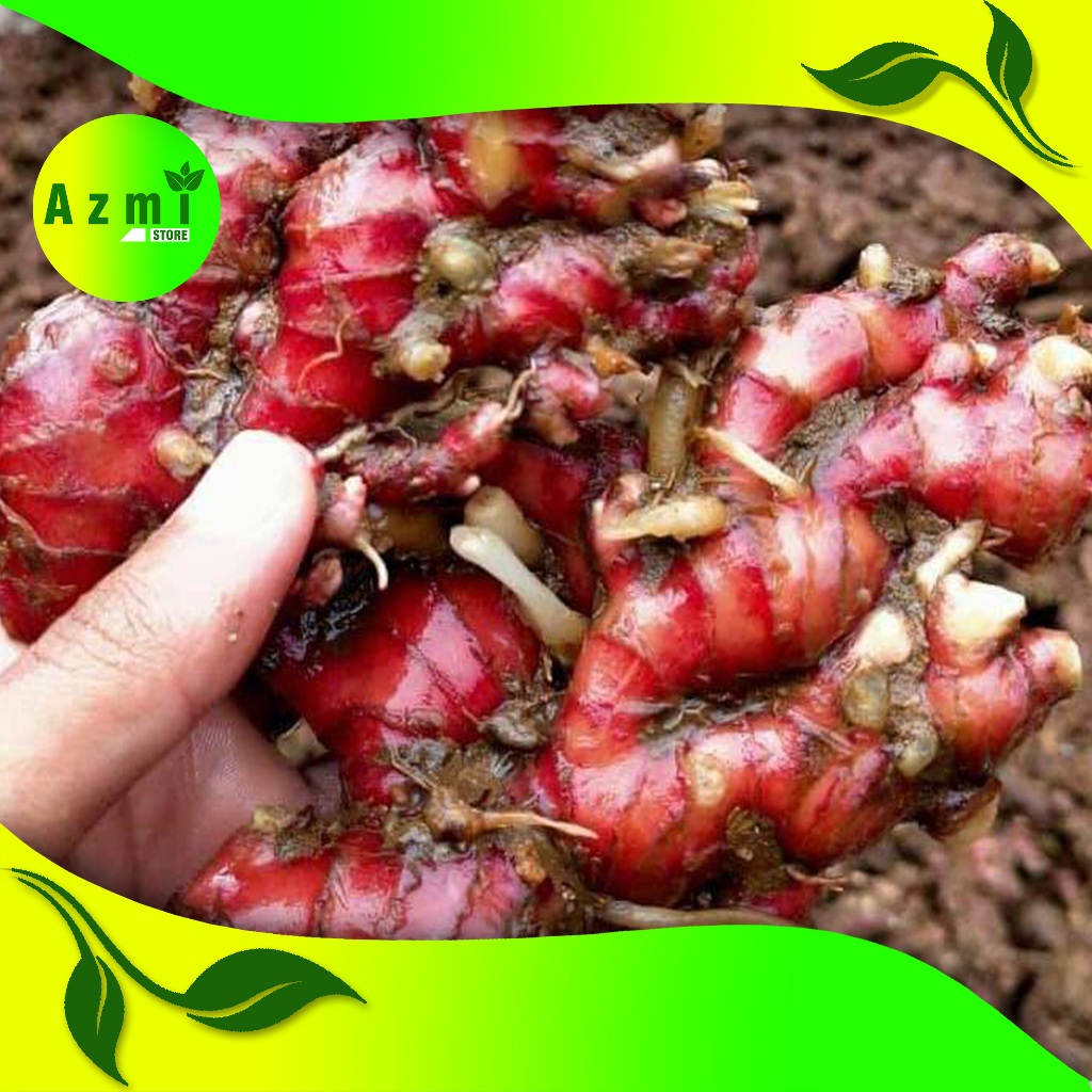 

jahe merah kwalitas super