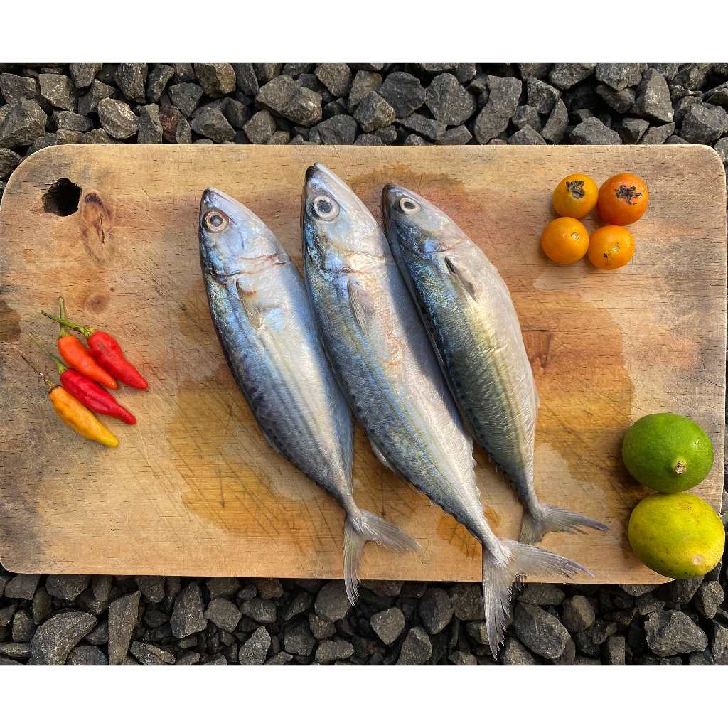 

IKAN KEMBUNG BANJAR