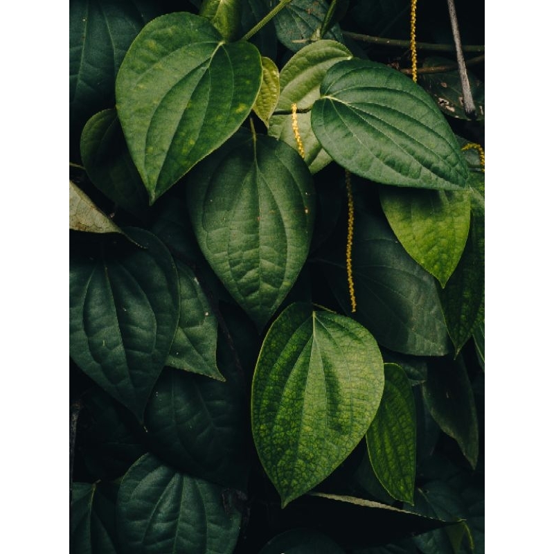 

Daun Sirih Murah