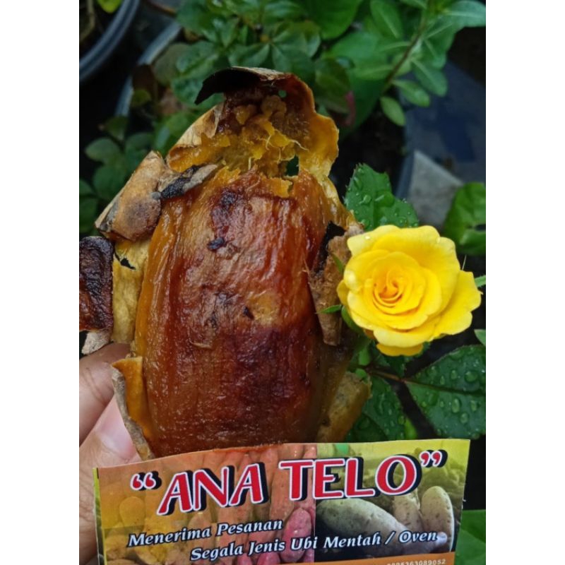 

Ubi Cilembu Oven Matang 1kg