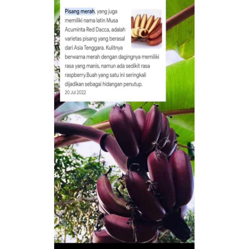 bibit pisang kidang merah