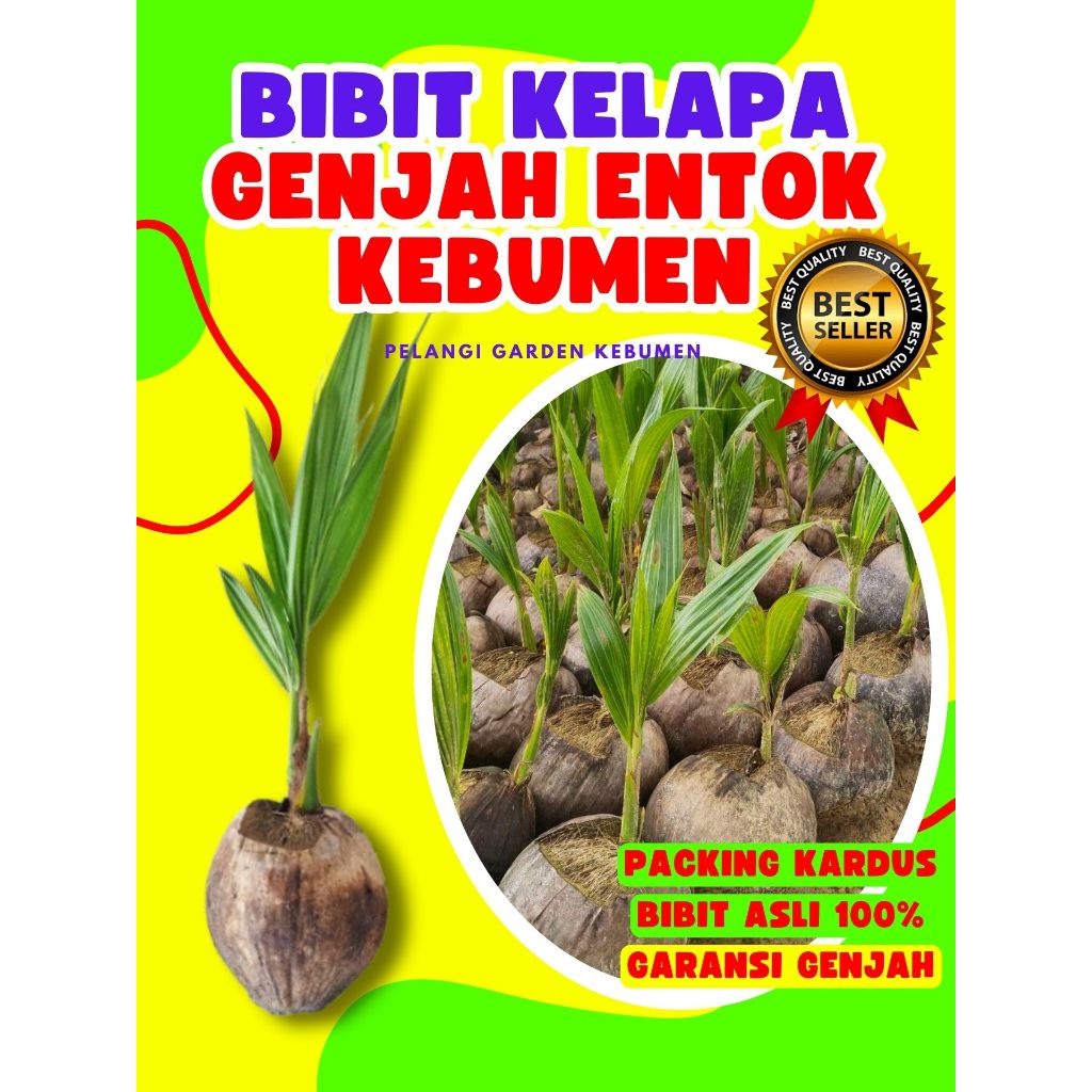 PALING DICARI.. Pohon Kelapa Hibrida Bersertifikat, Pohon Kelapa Hijau, Pohon Kelapa Hibrida Hijau J