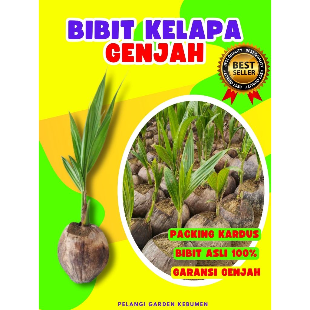 BIBIT UNGGUL.. Pohon Kelapa Ijo Asli, Pohon Kelapa Ijo Pendek, Bibit Kelapa Ijo Genjah