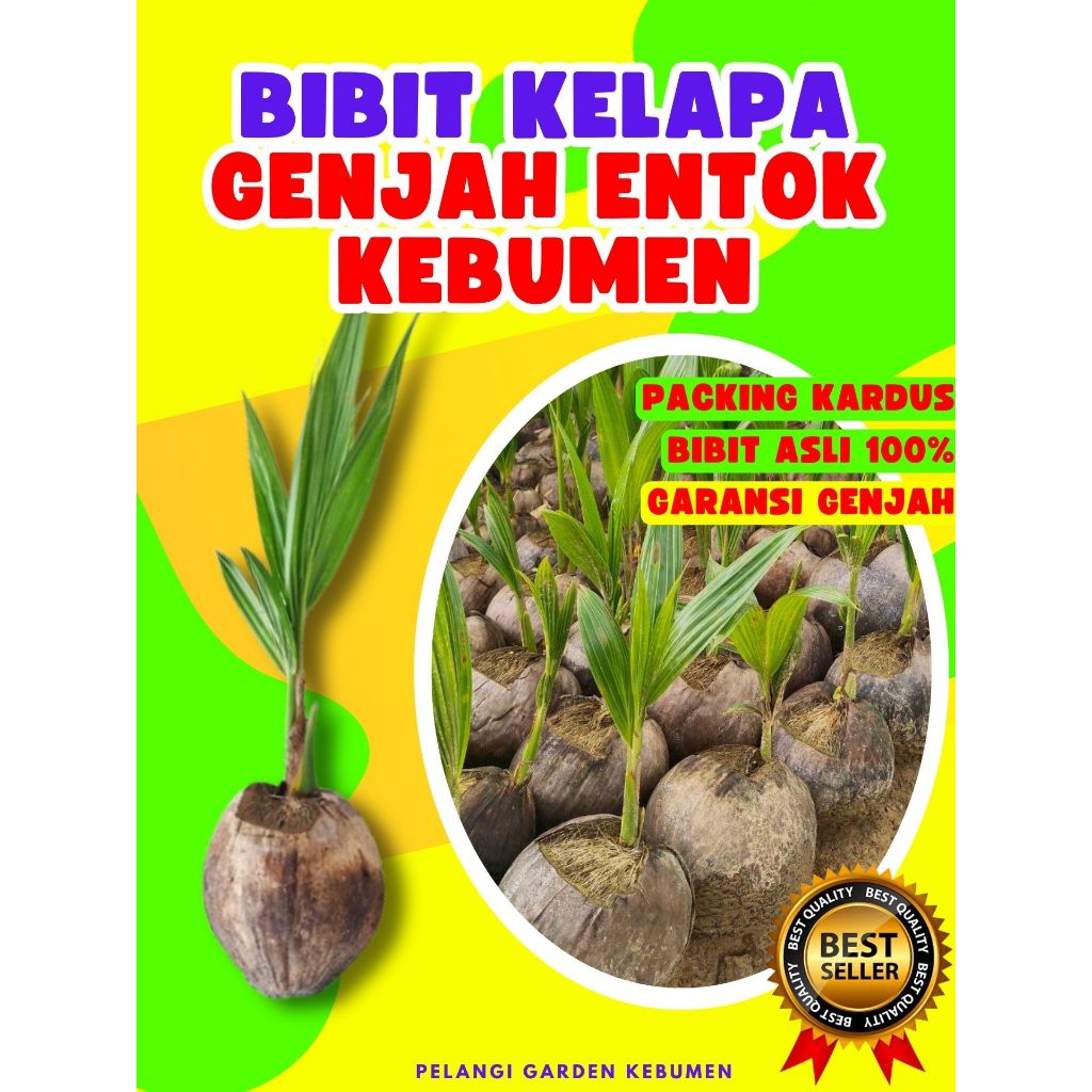 PALING DICARI.. Pohon Kelapa Kopyor Genjah, Pohon Kelapa Kuning Pendek, Pohon Kelapa Kampung