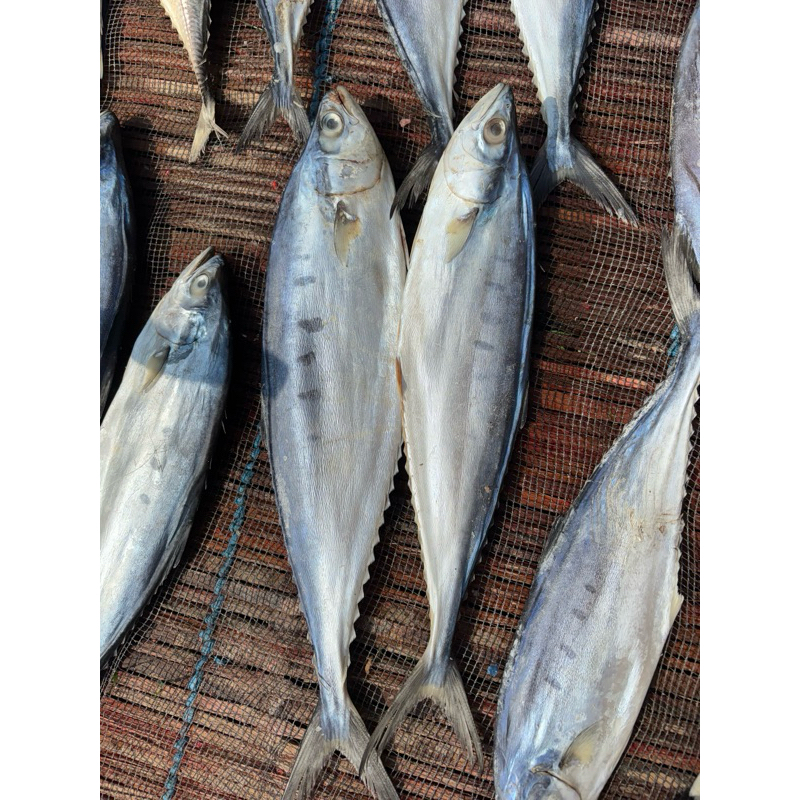 

ikan asin baes