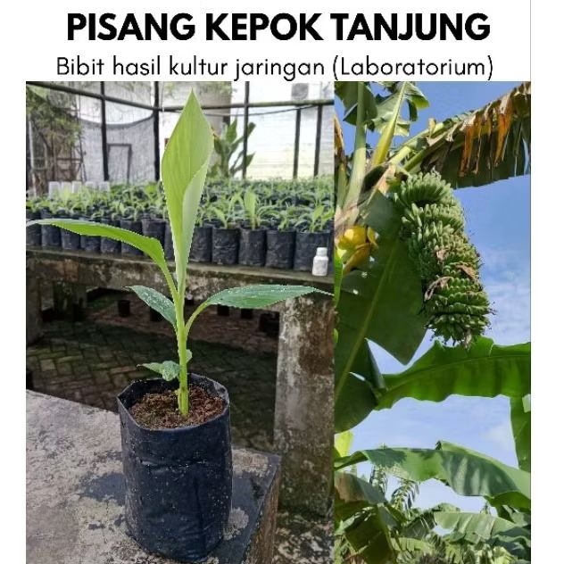 BIBIT PISANG KEPOK TANJUNG KULTUR JARINGAN (LABORATORIUM)