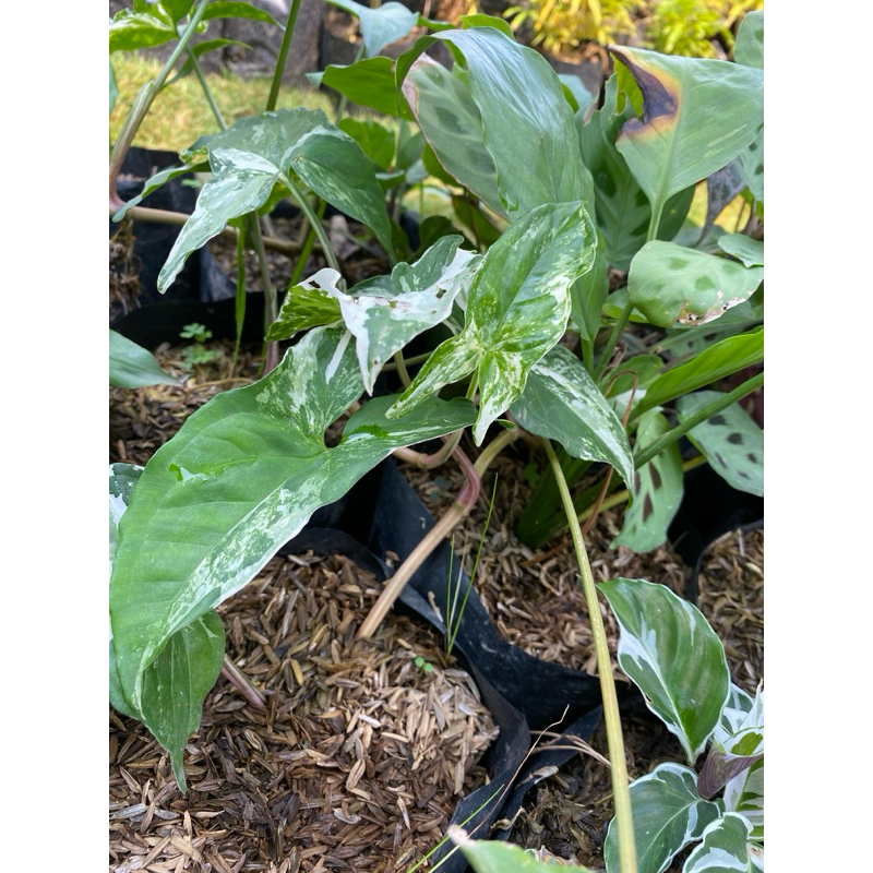 syngonium emeraldgem varigata / syngonium varigata