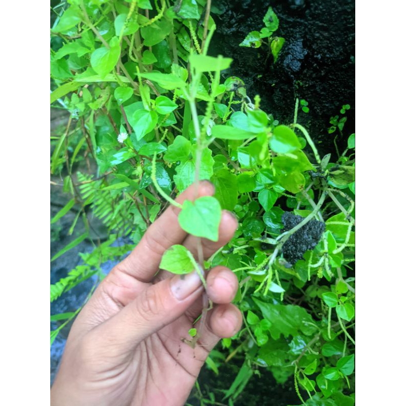 

daun suruhan ketumpang air 200 gram