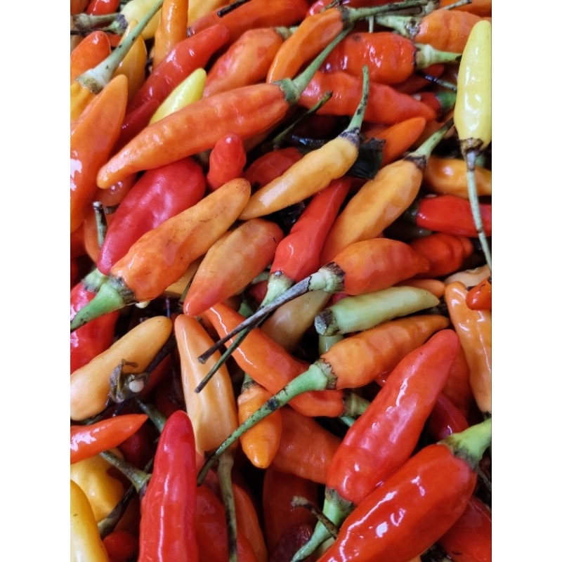 

Cabe Rawit Merah Gemoy