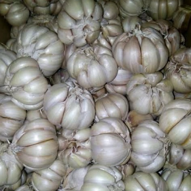 

bawang putih sincu promo 1kg termurah fresh dan bersih
