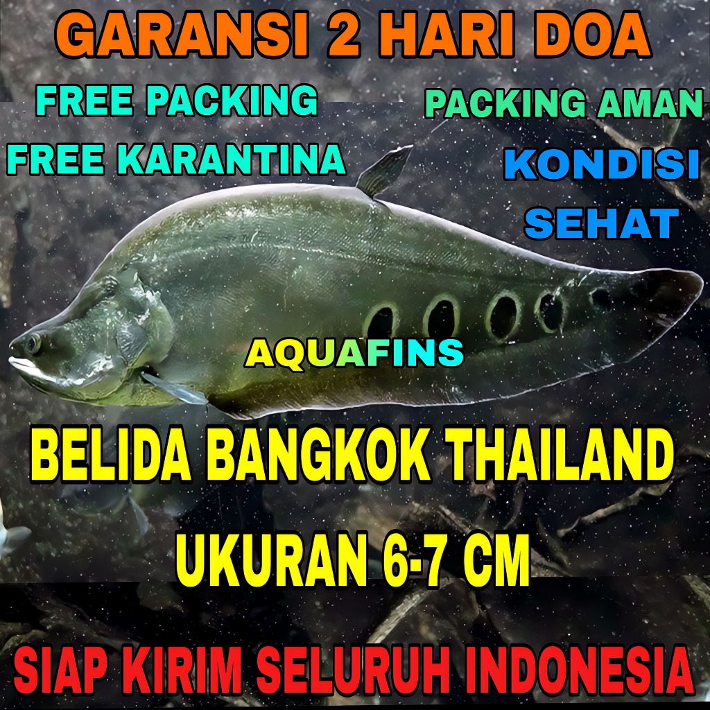 HIASAN BELIDA BANGKOK THAILAND TOTOL HITAM UKURAN 6-7 CM