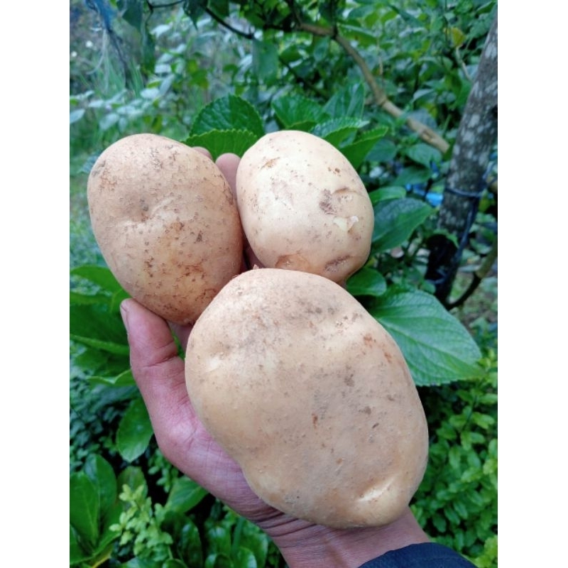 

kentang dieng AB super